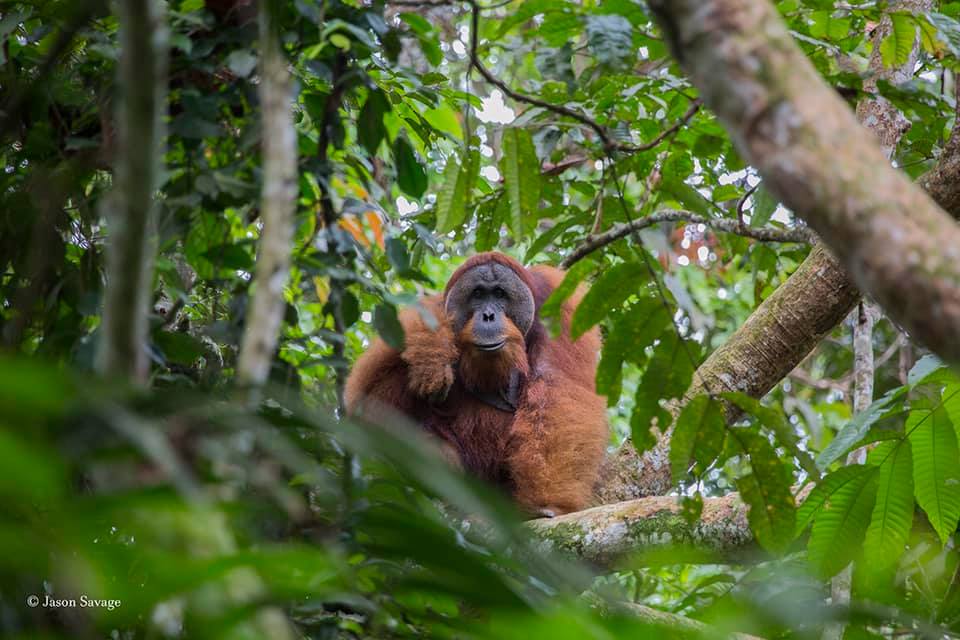 jungle trekk to see orang utan in north sumatra