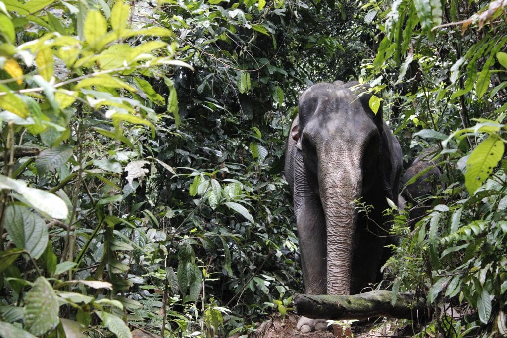 TANGKAHAN ELEPHANTS GRASS