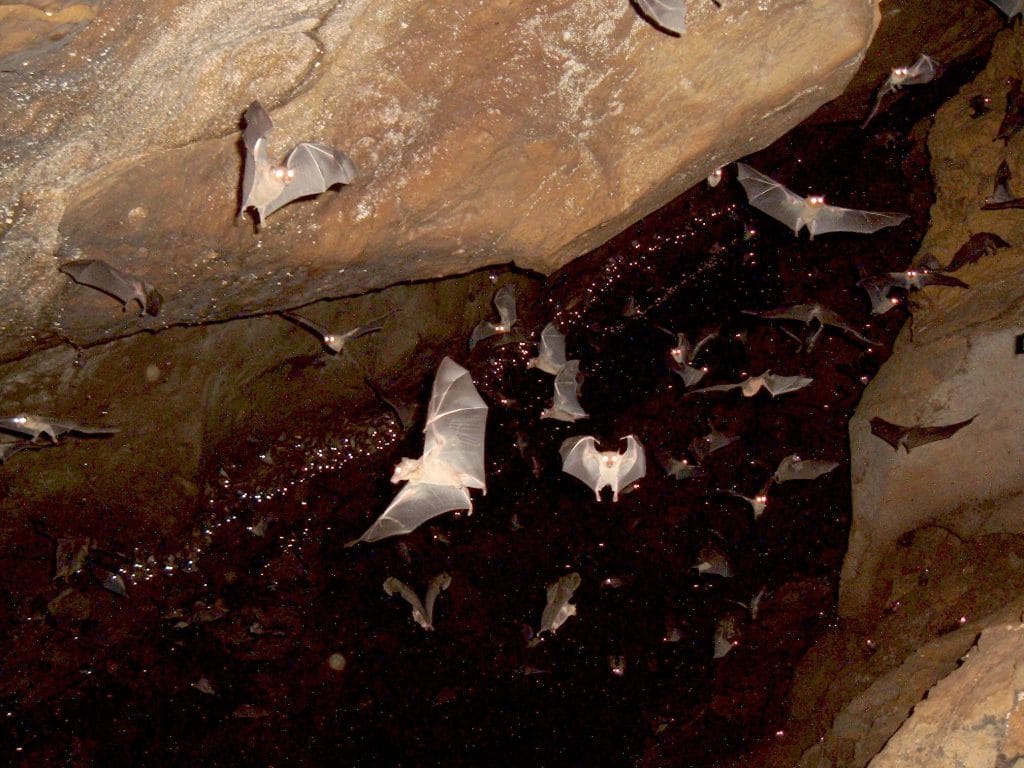 bat cave tangkahan
