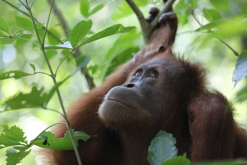 Bukit Lawang Orang Utan