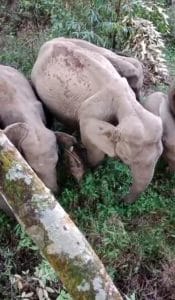 Wild elephants