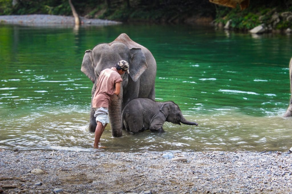 elephant washing tangkahan