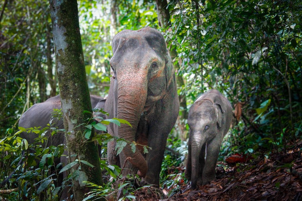 sumatran elephant