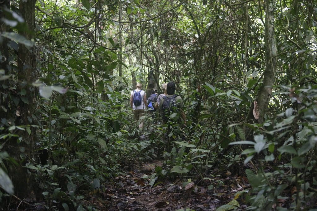 Open New Trek Route in Tangkahan