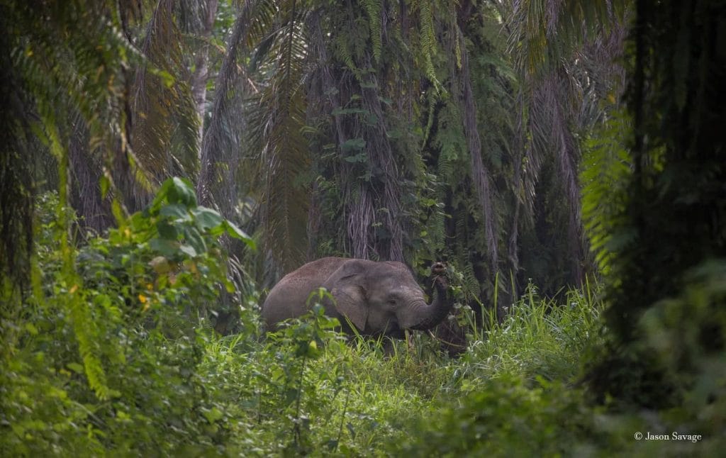 WILD ELEPHANT